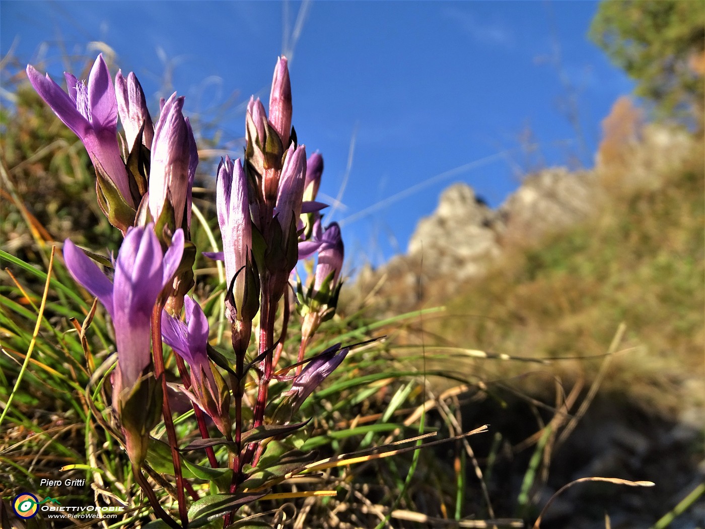 15 Gentianella anisodonta.JPG